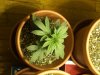 free seeds 001.jpg