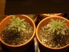 free seeds 002.jpg