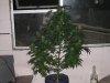Picture 001.jpg