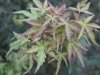 Acer palmatum.jpg