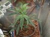 Afghan Kush..JPG