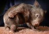 cute wombat.jpg
