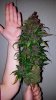 autoblackberrykush(dutch passion)main cola 73 days.jpg