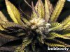 bleached-top-cannabis.jpg