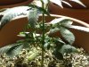 freee seed 's  & white widow 001.jpg