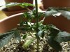 freee seed 's  & white widow 002.jpg