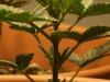 freee seed 's  & white widow 003.jpg