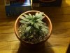 freee seed 's  & white widow 006.jpg