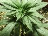 freee seed 's  & white widow 009.jpg