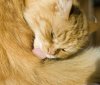 cat licking.jpg