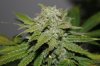 BRxBD-P1-Day60-COBs-Harvest-4.JPG