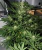 BRxHarlequin-P1-Day28-COBs-1.JPG