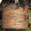 root-strangulation-image-150x150.jpg