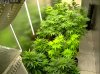 Camshot Flower Room Day4-Day22-Day37 11-01-2016-COBs.jpg