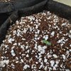 Next day more seeds sprout leaves.jpg