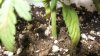 Plant 2 Stem.jpg