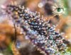 Ultimate Purple Trichome.jpg