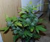 BluePyamid-P1-Day48-Harvest-COBs-2.JPG