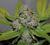 BluePyamid-P1-Day48-Harvest-COBs-4.JPG