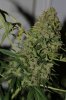 BlueRipper-F2-P3-Day73-Harvest-COBs-2.JPG