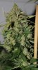 BlueRipper-F2-P3-Day73-Harvest-COBs-3.JPG