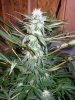 3-2-09 010.jpg