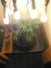 IMG_20161224_101323.jpg