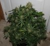 BRxH-P1-Day58-Harvest-COBs-2.JPG