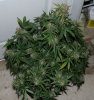 BRxH-P1-Day58-Harvest-COBs-3.JPG