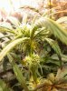 01.09_3x3misc-seedling.jpg