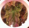 01.12_2x4trichs2.jpg