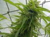 grow pics 138.jpg