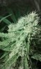 psicotropic biohazard seeds cultivo interior 3a semana floracion.jpg