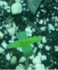 Seedling 1.png