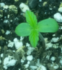 Seedling 2.png