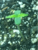 Seedling 3.png