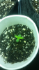 #5 seedling.png