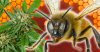 MAIN-Cannabis-Honey-Bees.jpg