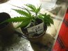 Day 52 - 1st Clones T2B.jpg