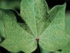 Spider_mite_damage2.jpg