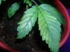 bad leaf.jpg