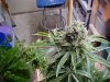Widow cola12weeks.JPG