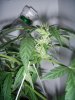 Day 60 - Day 18 of Flowering close up 2.jpg