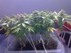 uk cheese 35 days flower 2.JPG