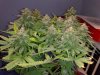 bagseed 35 days flower 2.JPG