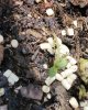 seedlingoutside.jpg