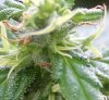 23 - Some Trichomes 2.jpg