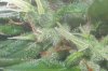 23 - Some Trichomes 5.jpg