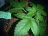 big bang 1 green house seeds un toped.JPG