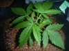 big bang 2 green house seeds toped.JPG